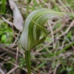 Pterostylis curta (Blunt Greenhood) at Tidbinbilla Nature Reserve - 18 Oct 2022 by JohnBundock