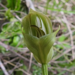 Pterostylis curta at Paddys River, ACT - 18 Oct 2022