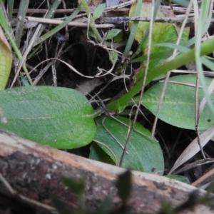 Pterostylis curta at Paddys River, ACT - 18 Oct 2022