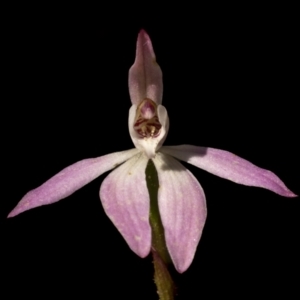 Caladenia carnea at Kingsdale, NSW - 15 Oct 2022