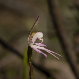 Caladenia carnea at Kingsdale, NSW - suppressed