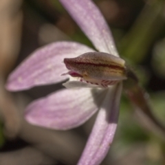 Caladenia carnea at Kingsdale, NSW - suppressed