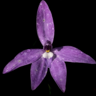 Glossodia major (Wax Lip Orchid) at Kingsdale, NSW - 15 Oct 2022 by trevsci