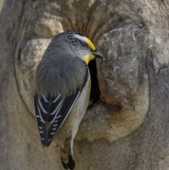 Pardalotus striatus (Striated Pardalote) at Kingsdale, NSW - 14 Oct 2022 by trevsci