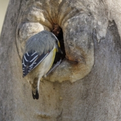 Pardalotus striatus at Kingsdale, NSW - 15 Oct 2022 08:56 AM