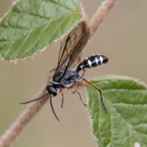 Diamma bicolor at Paddys River, ACT - 18 Oct 2022