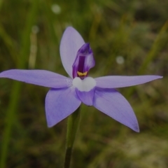Glossodia major (Wax Lip Orchid) at Tidbinbilla Nature Reserve - 17 Oct 2022 by JohnBundock