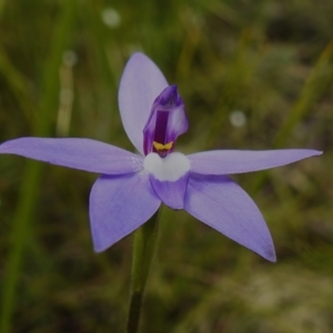 Glossodia major at Paddys River, ACT - 18 Oct 2022