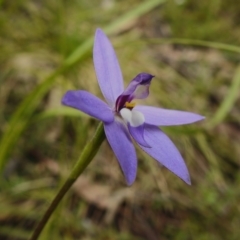 Glossodia major at Paddys River, ACT - 18 Oct 2022