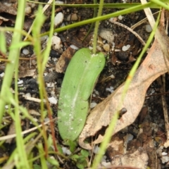 Glossodia major at Paddys River, ACT - 18 Oct 2022