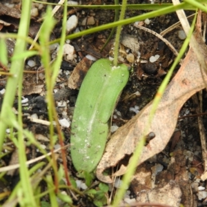 Glossodia major at Paddys River, ACT - 18 Oct 2022