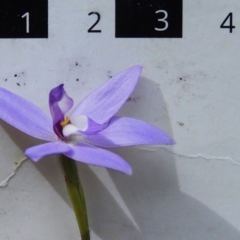 Glossodia major at Paddys River, ACT - 18 Oct 2022