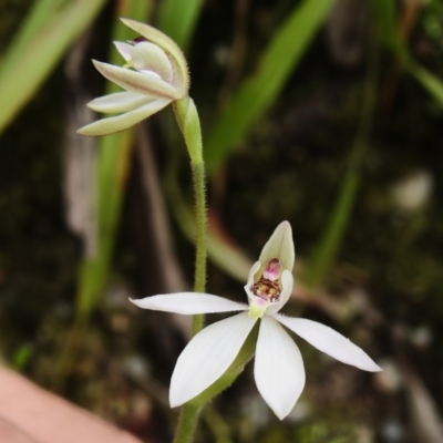Caladenia carnea (Pink Fingers) at Paddys River, ACT - 17 Oct 2022 by JohnBundock