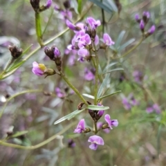 Glycine clandestina (Twining Glycine) at Aranda Bushland - 8 Oct 2022 by HappyWanderer