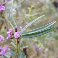 Glycine clandestina at Molonglo Valley, ACT - 8 Oct 2022 11:58 AM