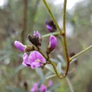 Glycine clandestina at Molonglo Valley, ACT - 8 Oct 2022 11:58 AM