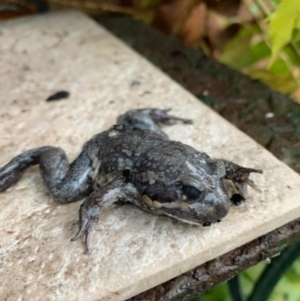 Limnodynastes dumerilii at Thurgoona, NSW - 14 Oct 2022 10:15 AM