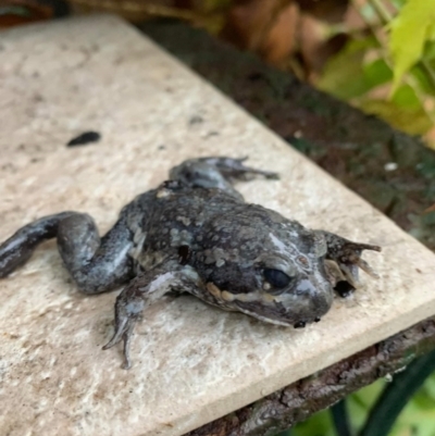 Limnodynastes dumerilii (Eastern Banjo Frog) at Albury - 13 Oct 2022 by ChrisAllen