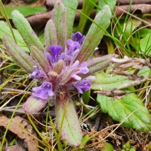 Ajuga australis at Yass River, NSW - 18 Oct 2022