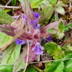 Ajuga australis at Yass River, NSW - 18 Oct 2022