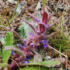 Ajuga australis at Yass River, NSW - 18 Oct 2022