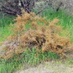 Dillwynia phylicoides (A Parrot-pea) at QPRC LGA - 14 Oct 2022 by HappyWanderer