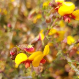 Dillwynia phylicoides at Lake George, NSW - 14 Oct 2022 11:36 AM