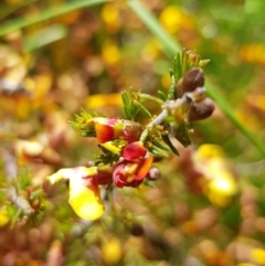 Dillwynia phylicoides at Lake George, NSW - 14 Oct 2022 11:36 AM