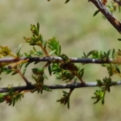 Dillwynia phylicoides at Lake George, NSW - 14 Oct 2022 11:36 AM