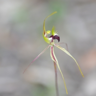 Caladenia atrovespa (Green-comb Spider Orchid) at Wamboin, NSW - 27 Oct 2021 by LukeNelson