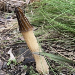 Morchella elata group (Morel) at Namadgi National Park - 18 Oct 2022 by PennyD