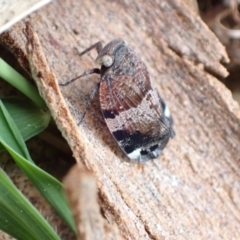 Platybrachys decemmacula (Green-faced gum hopper) at Murrumbateman, NSW - 18 Oct 2022 by SimoneC