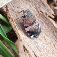 Platybrachys sp. (genus) (A gum hopper) at Murrumbateman, NSW - 18 Oct 2022 by SimoneC