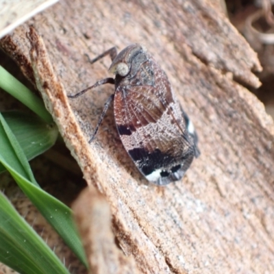 Platybrachys decemmacula (Green-faced gum hopper) at Murrumbateman, NSW - 18 Oct 2022 by SimoneC