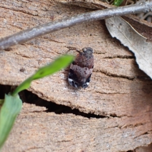 Platybrachys sp. (genus) at Murrumbateman, NSW - 18 Oct 2022