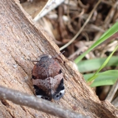 Platybrachys sp. (genus) at Murrumbateman, NSW - 18 Oct 2022