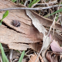 Platybrachys sp. (genus) at Murrumbateman, NSW - 18 Oct 2022