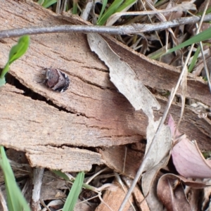 Platybrachys sp. (genus) at Murrumbateman, NSW - 18 Oct 2022