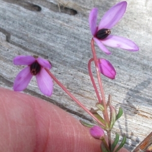 Tetratheca bauerifolia at Rendezvous Creek, ACT - 11 Oct 2022