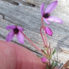 Tetratheca bauerifolia (Heath pink-bells) at Rendezvous Creek, ACT - 11 Oct 2022 by sangio7