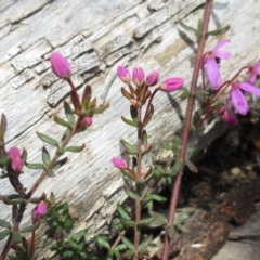 Tetratheca bauerifolia at Rendezvous Creek, ACT - 11 Oct 2022