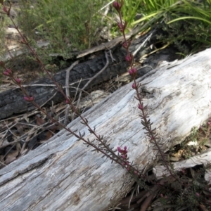 Tetratheca bauerifolia at Rendezvous Creek, ACT - 11 Oct 2022