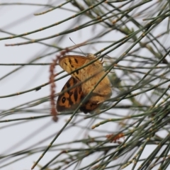 Heteronympha merope (Common Brown Butterfly) at Fadden, ACT - 18 Oct 2022 by RAllen