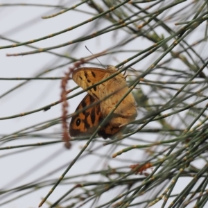 Heteronympha merope at Fadden, ACT - 18 Oct 2022 04:36 PM