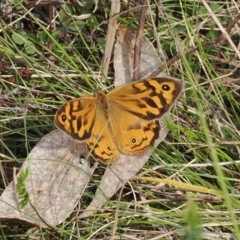 Heteronympha merope at Fadden, ACT - 18 Oct 2022