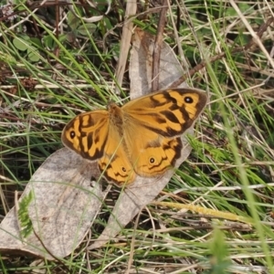 Heteronympha merope at Fadden, ACT - 18 Oct 2022