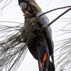 Calyptorhynchus lathami lathami (Glossy Black-Cockatoo) at Hackett, ACT - 18 Oct 2022 by Boagshoags