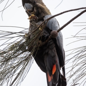 Calyptorhynchus lathami at Hackett, ACT - 18 Oct 2022