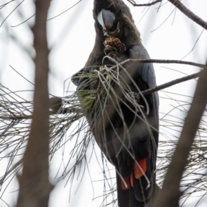 Calyptorhynchus lathami lathami at Hackett, ACT - suppressed