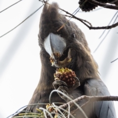 Calyptorhynchus lathami lathami at Hackett, ACT - suppressed